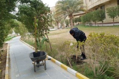 حملة-في-كلية-العلوم-الإسلامية-بجامعة-كربلاء-لإدامة-حدائق-الكلية