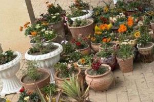 كلية العلوم الإسلامية بجامعة كربلاء تطلق حملة لتشجير الحدائق وتعزيز المساحات الخضراء